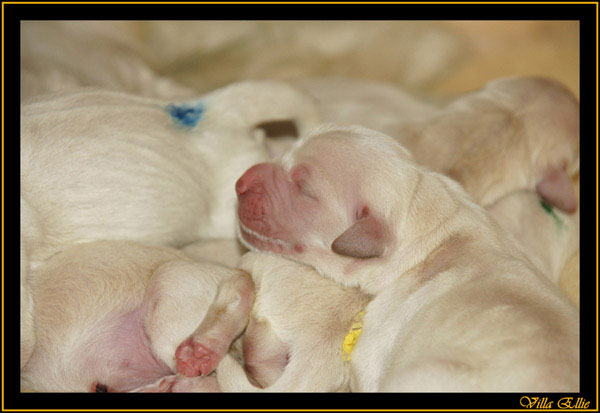 comprar golden retriever villa ellie